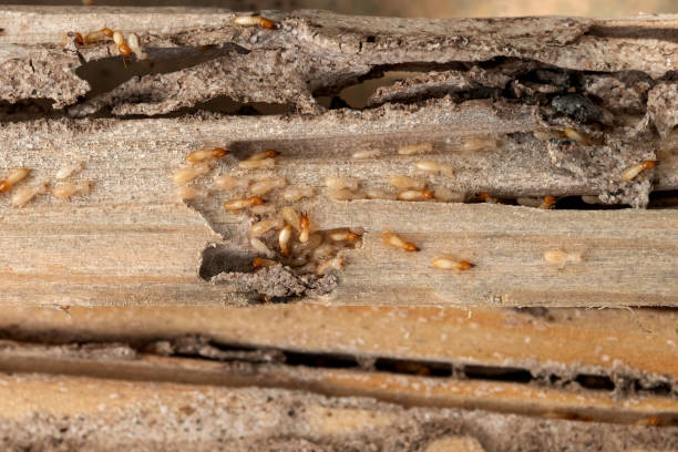 Best Rodent Control Near Me  in Bethesda, MD